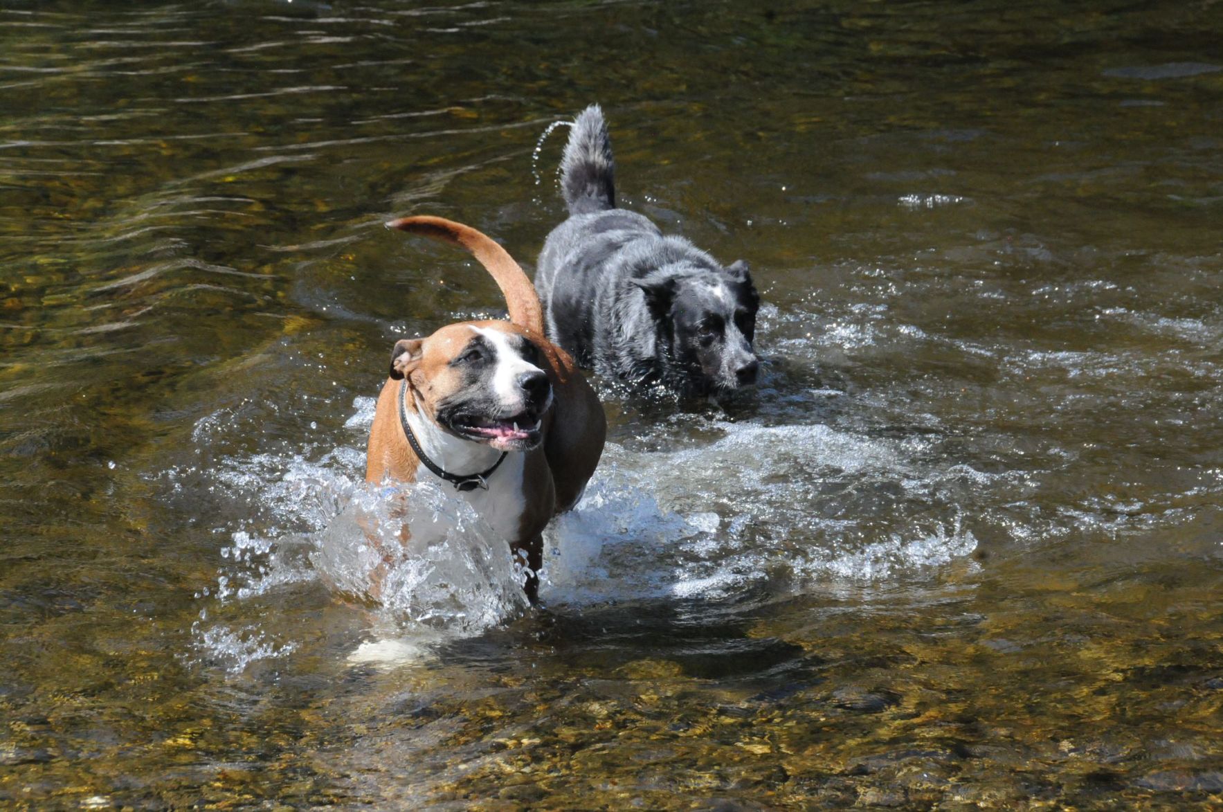 Bell and Piper cool down